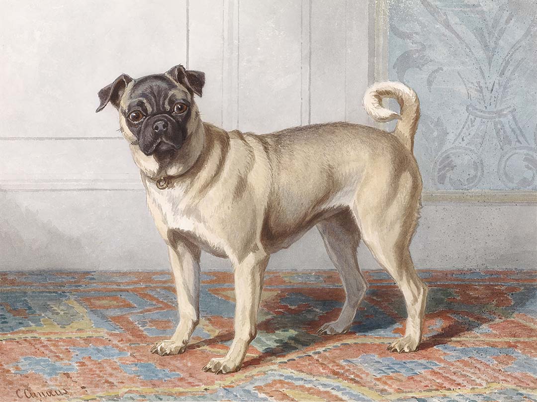 Portrait of the Pug | Paper